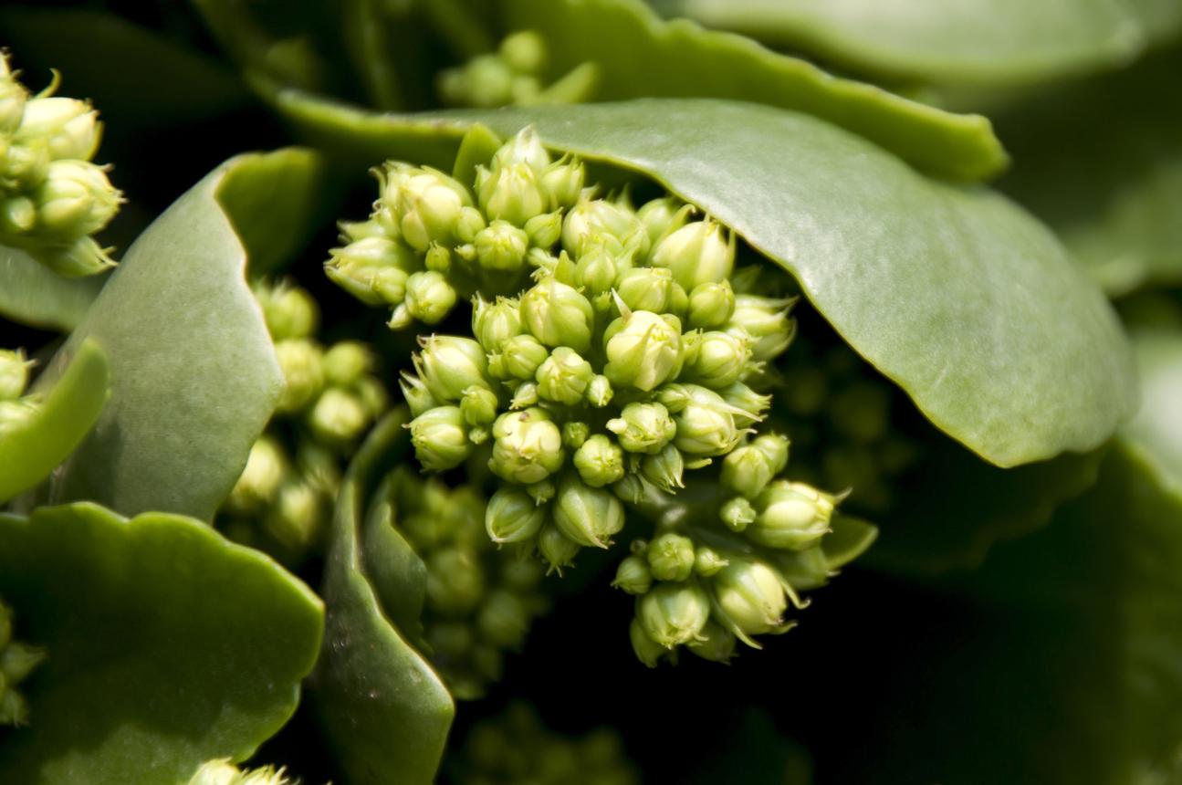Kalanchoe Blossfeldiana Flower Bud