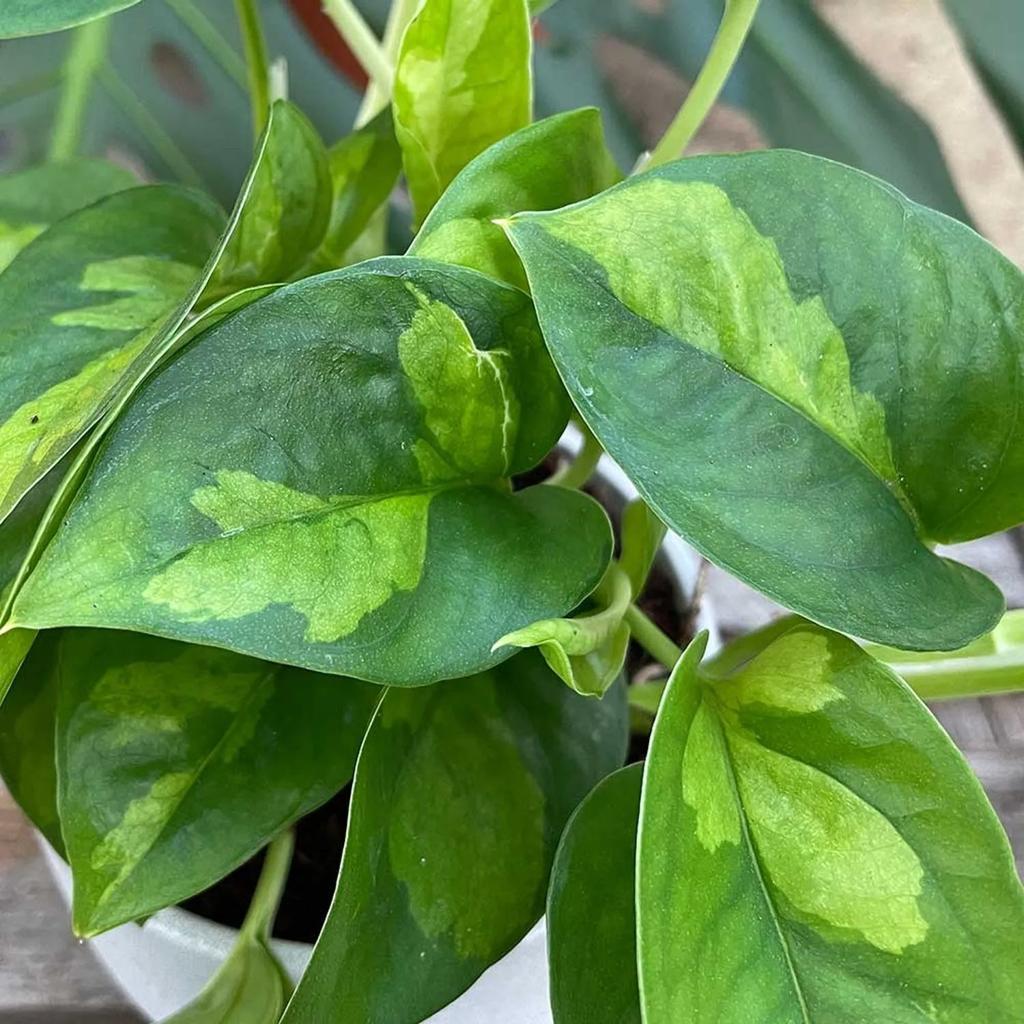 15 - 25cm Epipremnum Global Green Pothos 12cm Pot House Plant – Plants For All Seasons