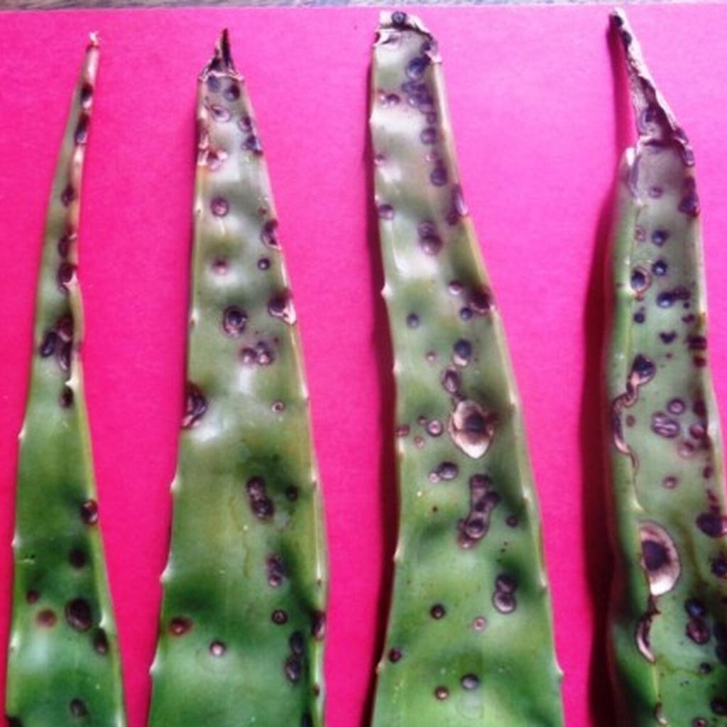Identification and pathogenicity of mycoflora associated with leaf spot disease of Aloe vera