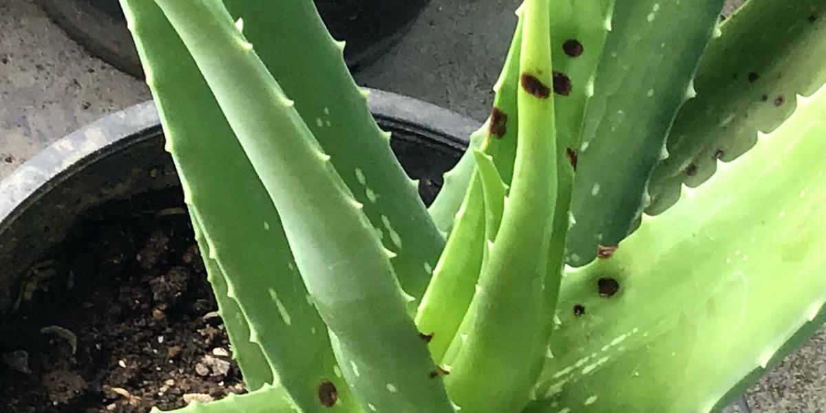 How to treat dark spots on aloe vera: Tips and Tricks | Botan