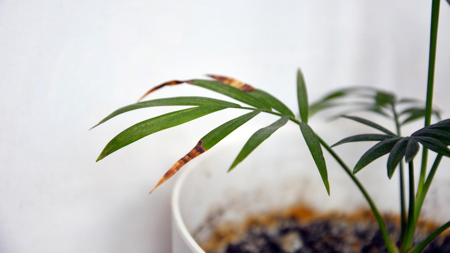 Close Up of Parlor Palm Houseplant With Brown Dry Leaf Tips