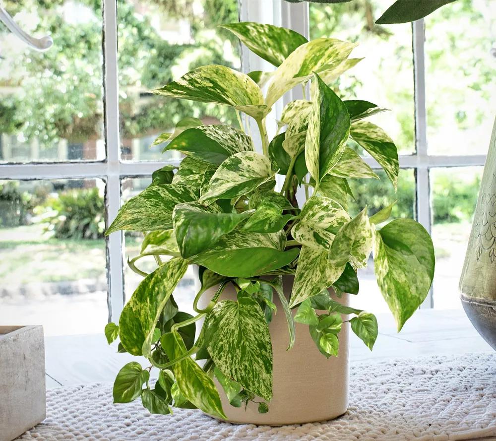 Cottage Farms Marble Queen Pothos Live Plant w/ Planter - QVC.com