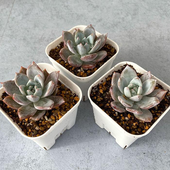 多肉植物 エケベリア モンロー×ラウイ 9cmポット 観葉植物 インテリア yos : レイテストプランツ - 通販 - Yahoo!ショッピング