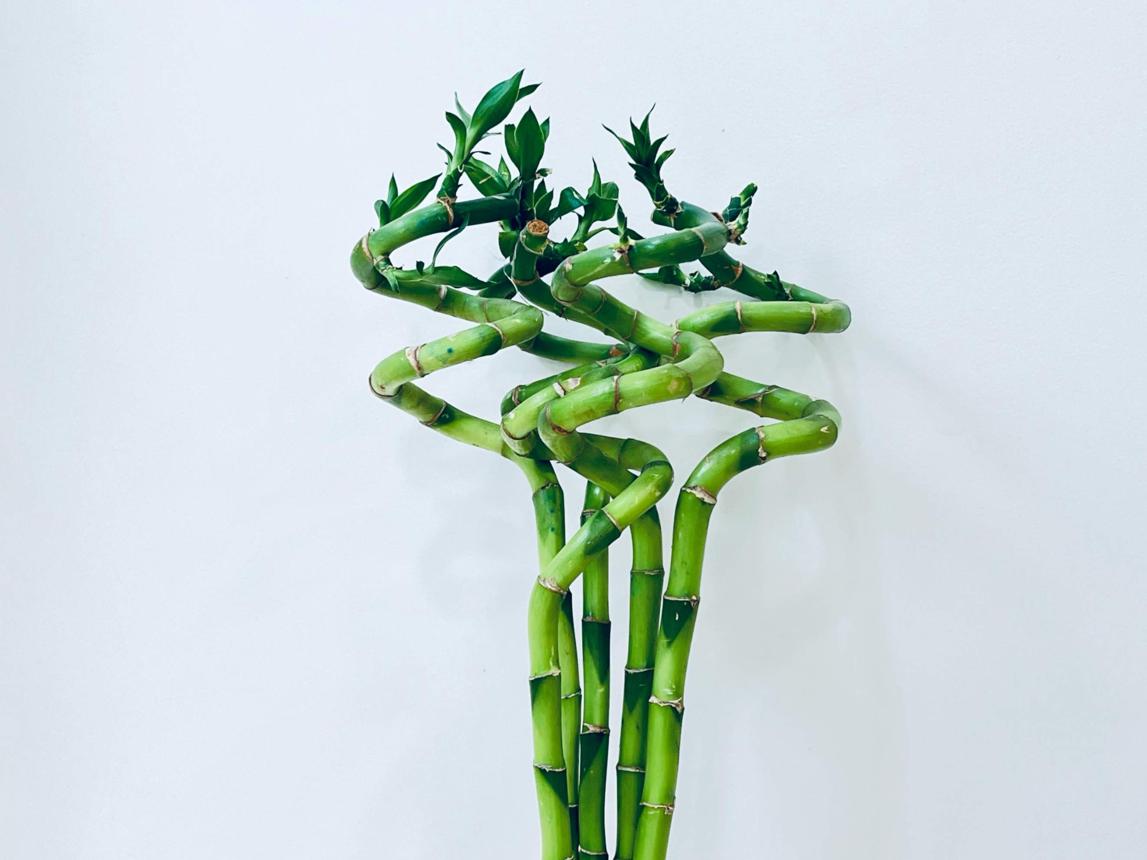 Spiral Stick 60-70 cm | Sanjay Nursery - CAPPL