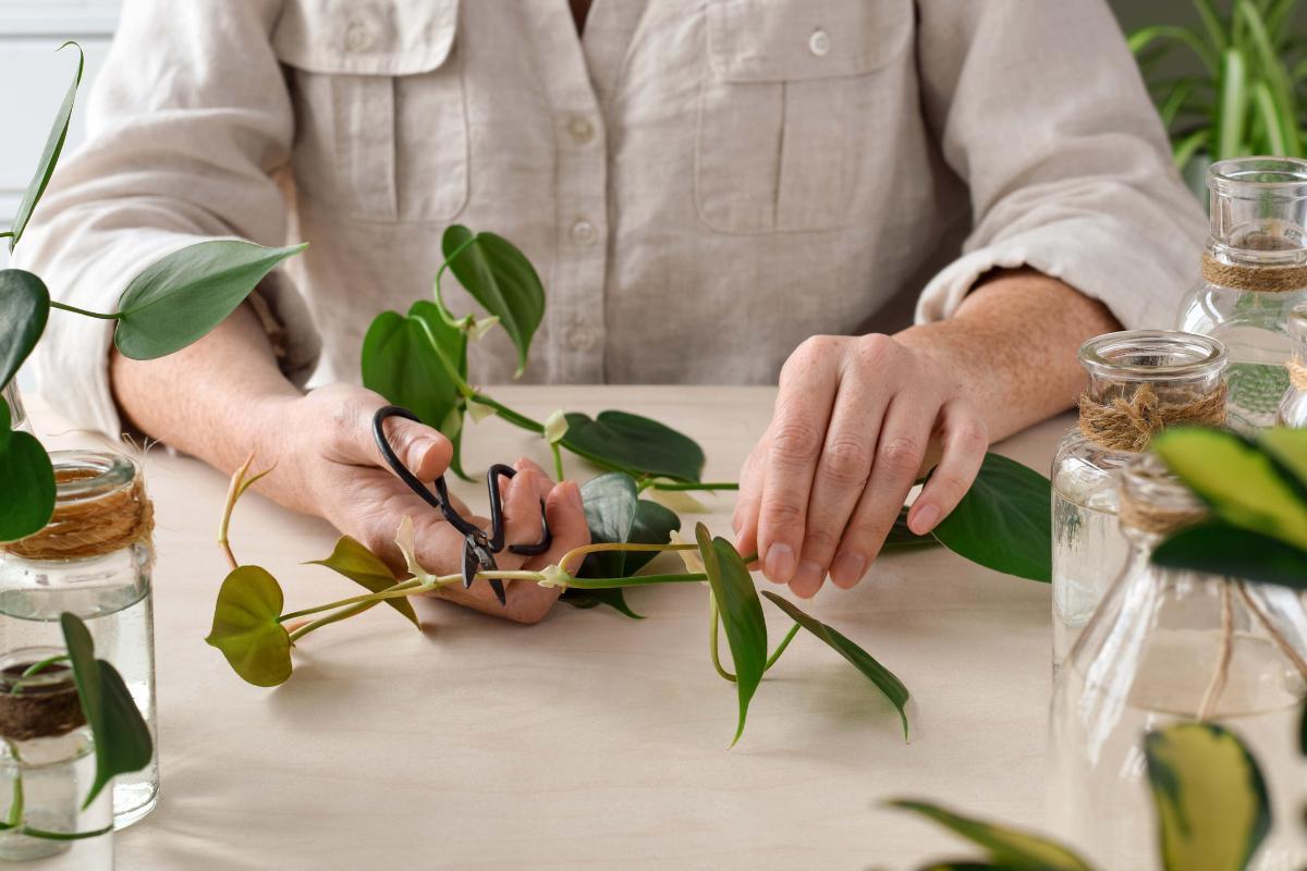 Philodendron scandens : entretien et bouture