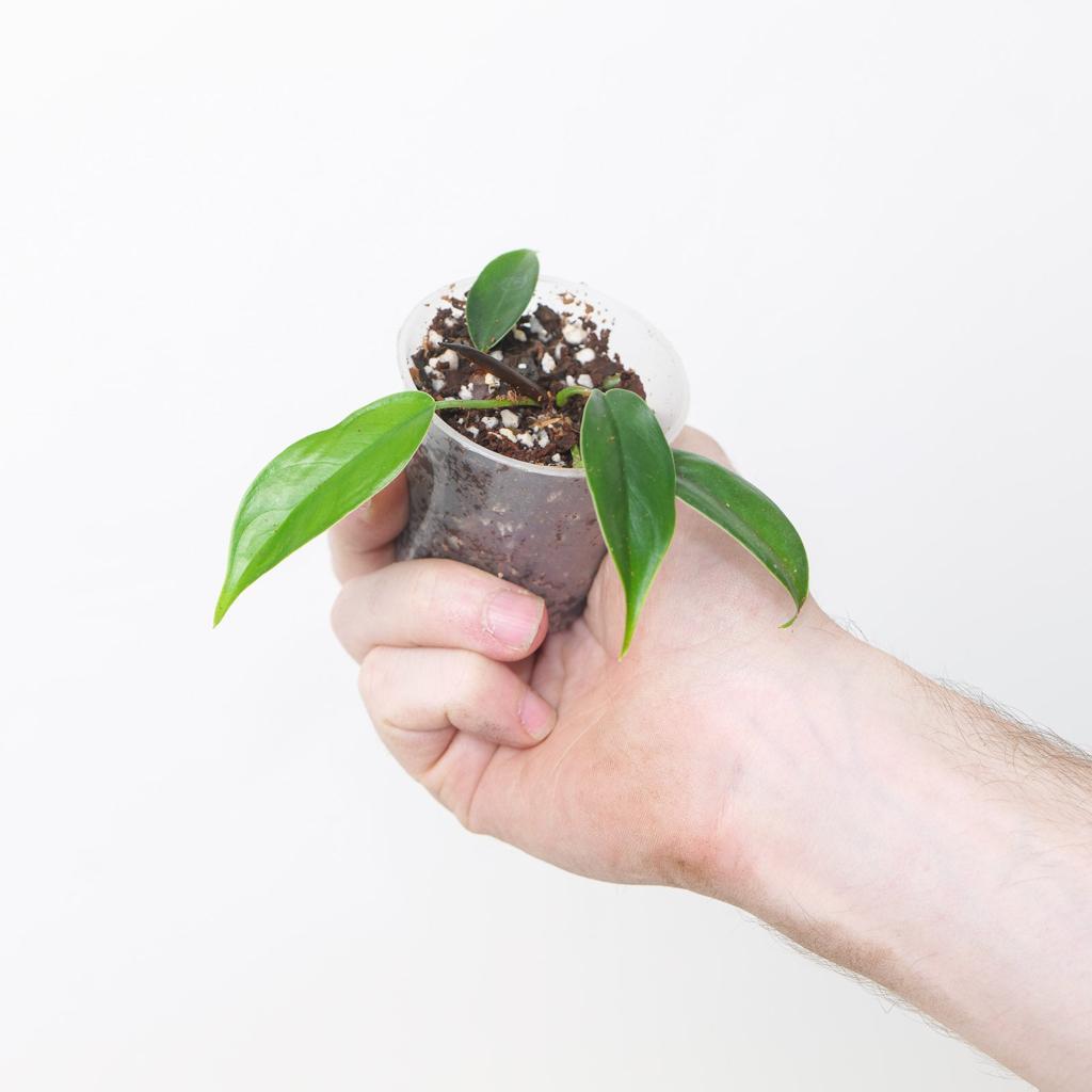 Philodendron Felix | Grow Tropicals