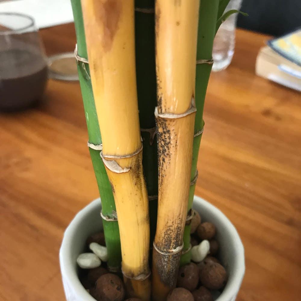 HELP IMMEDIATELY!!! Lucky bamboo disease spread!!