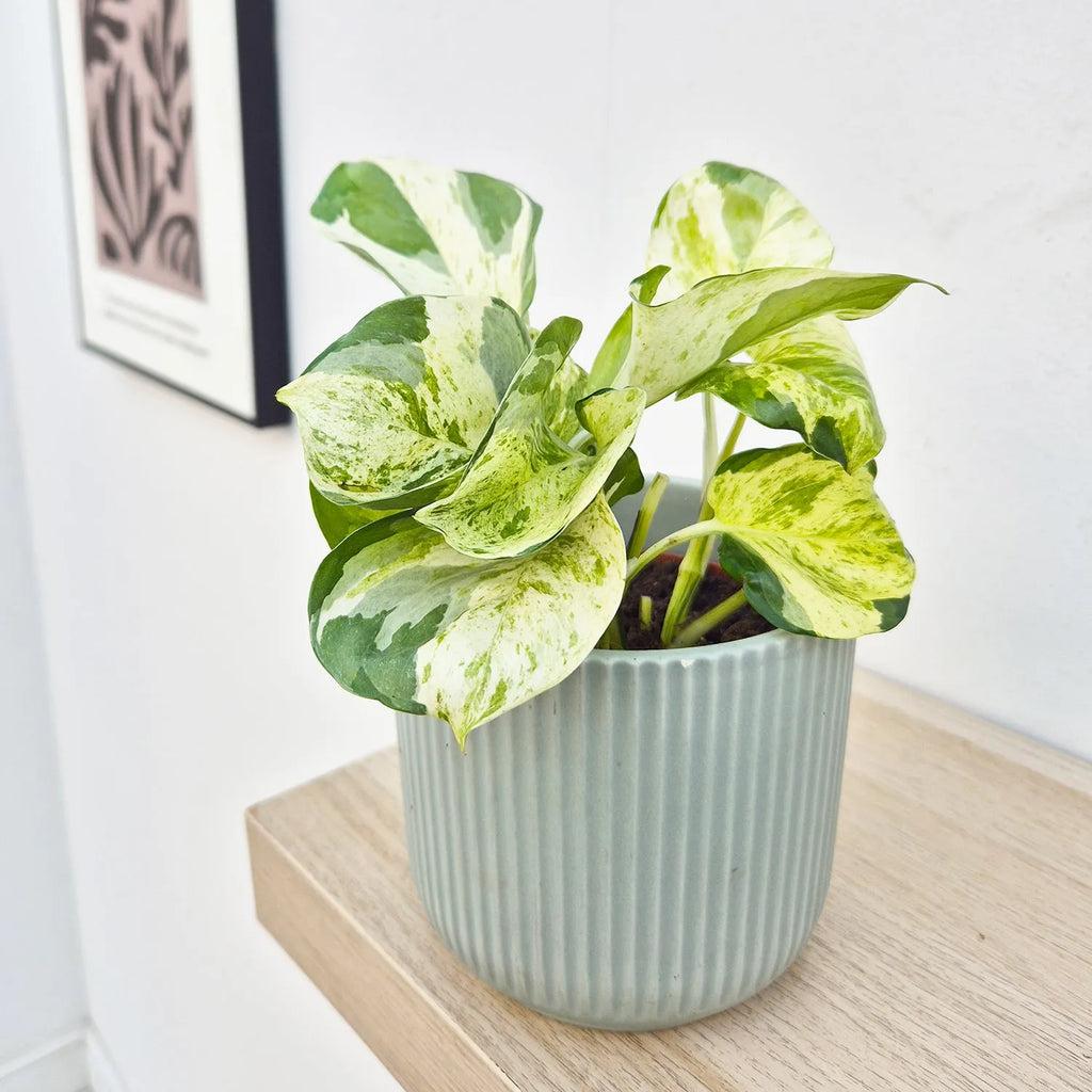 15 - 25cm Epipremnum Manjula Pothos 12cm Pot House Plant – Plants For All Seasons