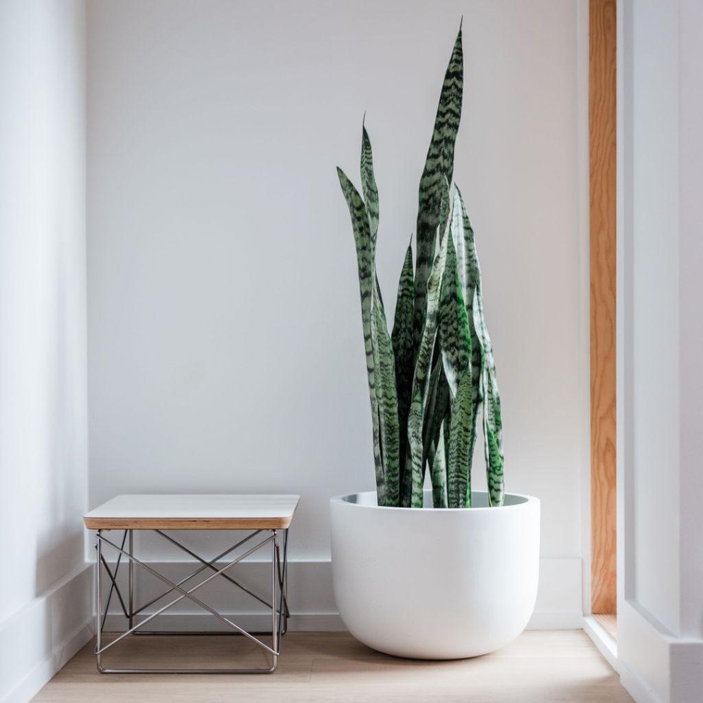 Snake Plant | Foli | Reviews on Judge.me