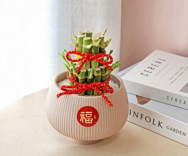 台灣 PD53開運竹盆栽 / 萬年青 萬年竹 新年好運盆栽 植物星球 - Pinkoi