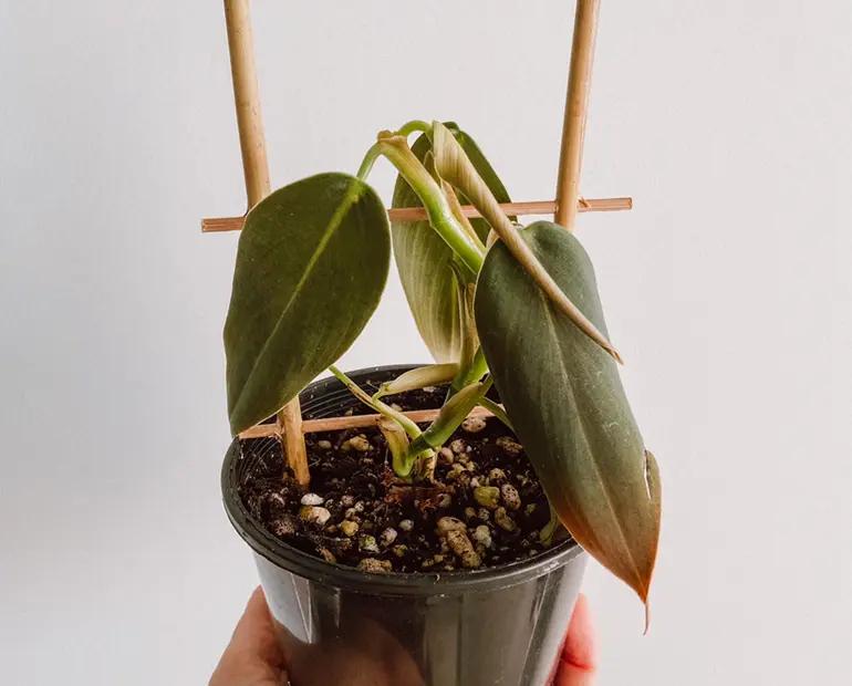 Diagnosing philodendron gigas root rot