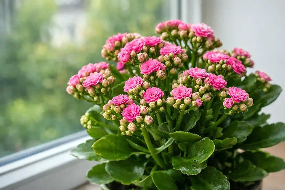 Каланхое Блоссфельда (Kalanchoe blossfeldiana) - догляд, опис, фото • Каландива • Florica