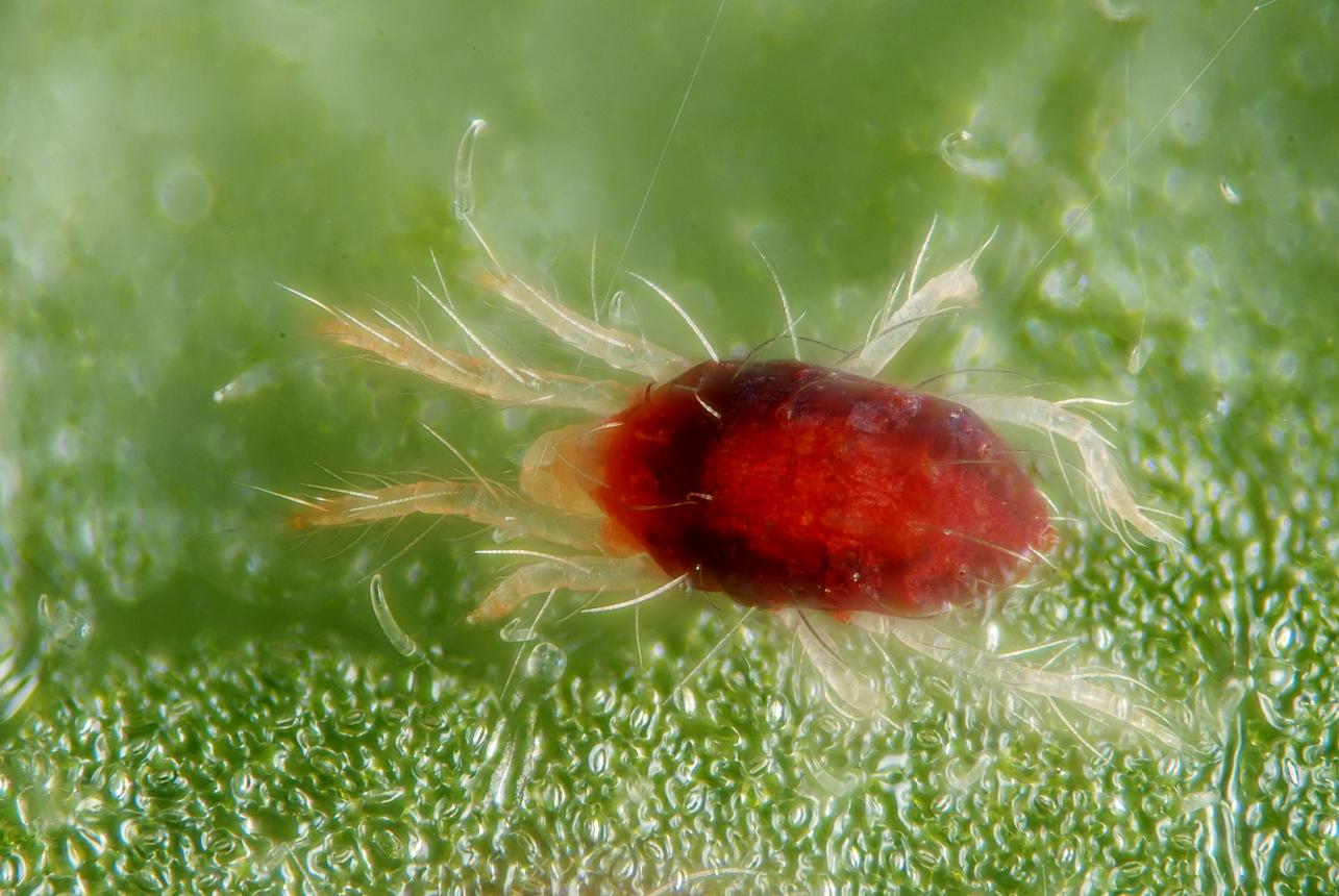 Si ves una araña roja en el balcón, retírala cuanto antes: por qué es tan importante deshacerse de este insecto y cómo evitar que entre a tu casa - Infobae