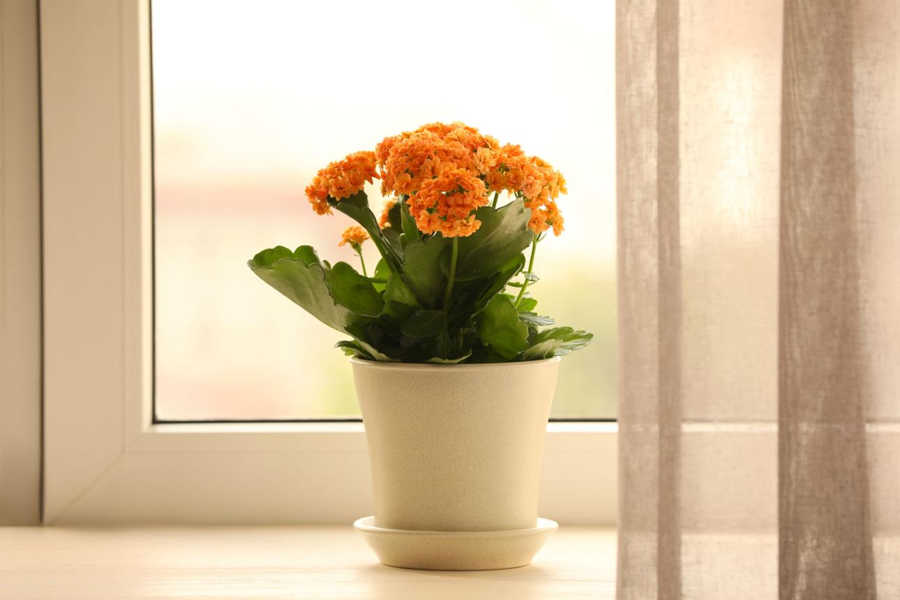 Beautiful kalanchoe flower in pot on windowsill