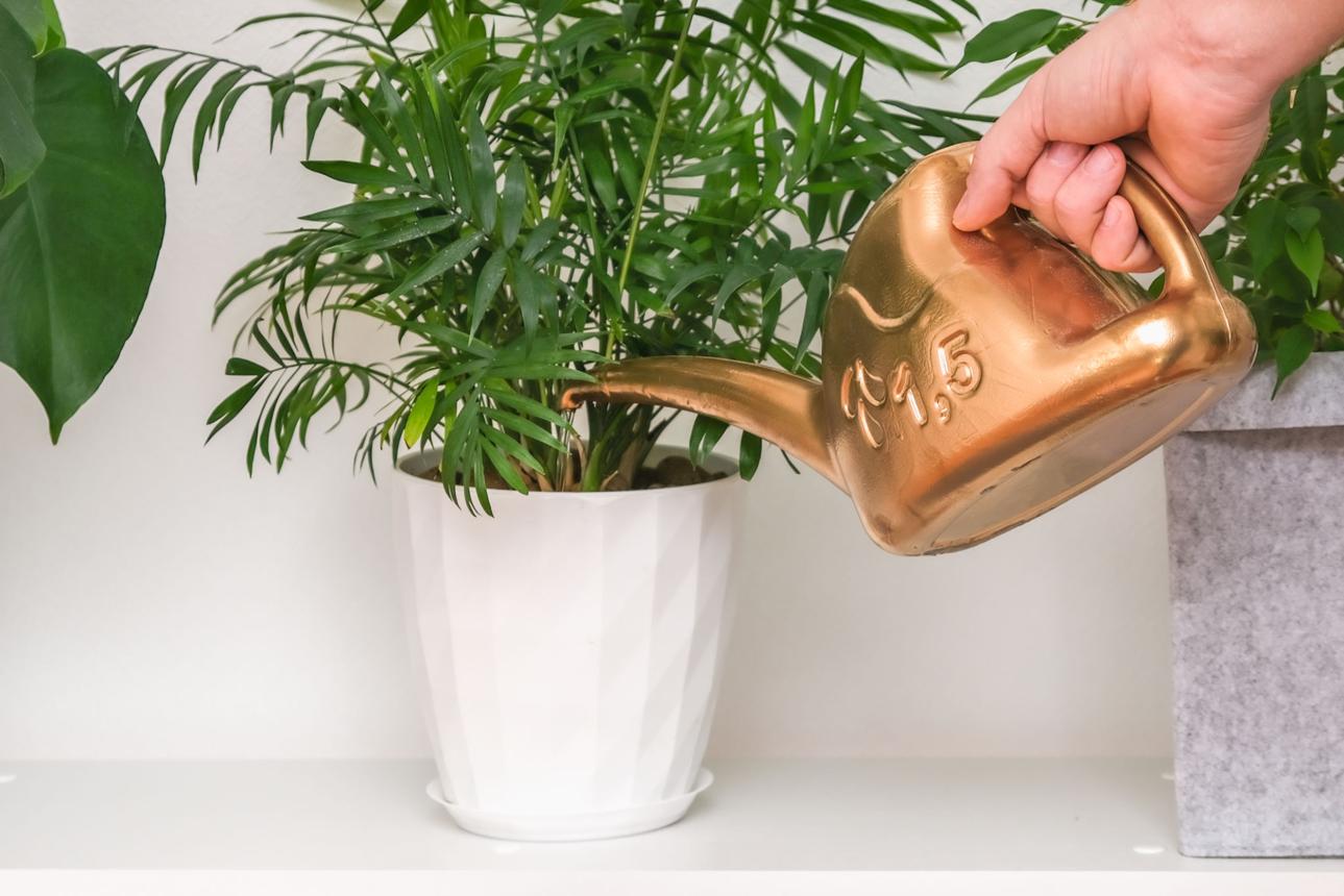 man pours watering can Chamaedorea elegans, Neanthe bella. Watering domestic plants. Parlor Palm.