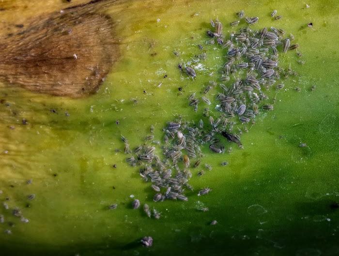 Aloes, Ants, Aliens and AI - Agaveville
