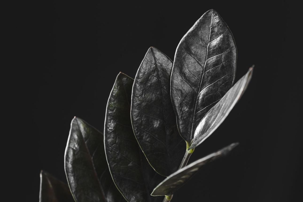 Black leaves of Zamioculcas Zamiifolia Raven plant