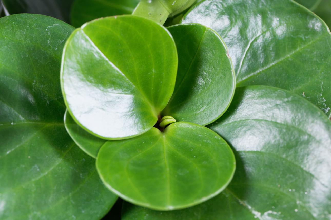 Leaves of the baby rubberplant, Peperomia obtusifolia