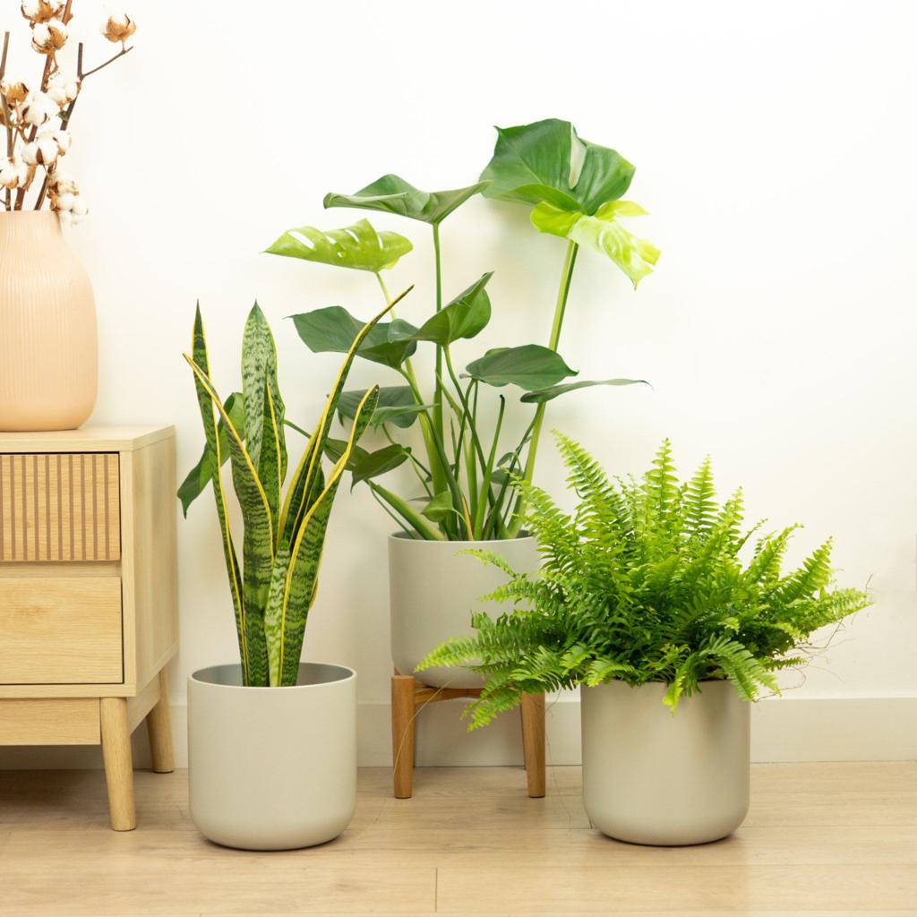 Starter Plant Parent | Plant Bundle
| 3 X PLANTS | 3 X POTS