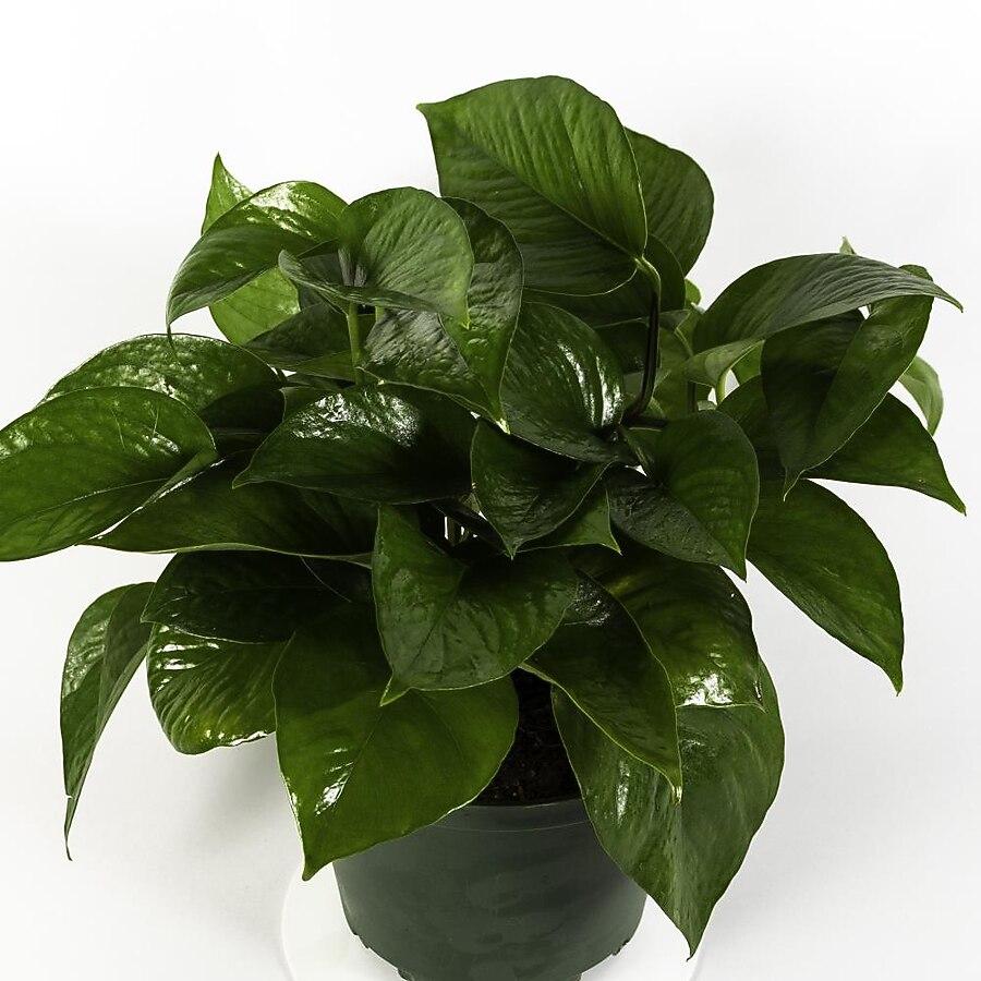 TropicalPlants.com 6-in Green Jade Pothos in Plastic Pot in the House Plants department at Lowes.com