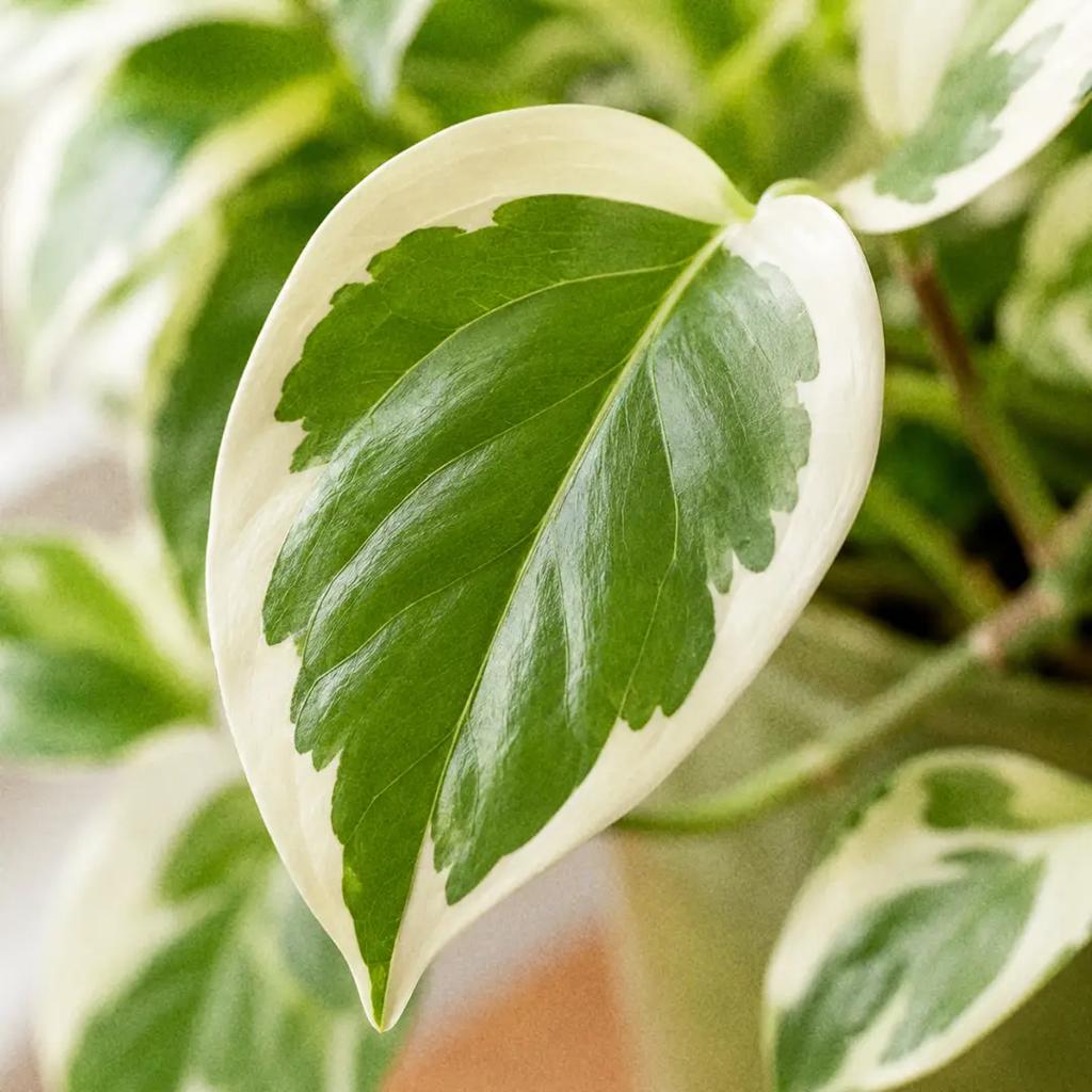 N'Joy Pothos Care | Tell It Apart from Pearls and Jade | Houseplant 101