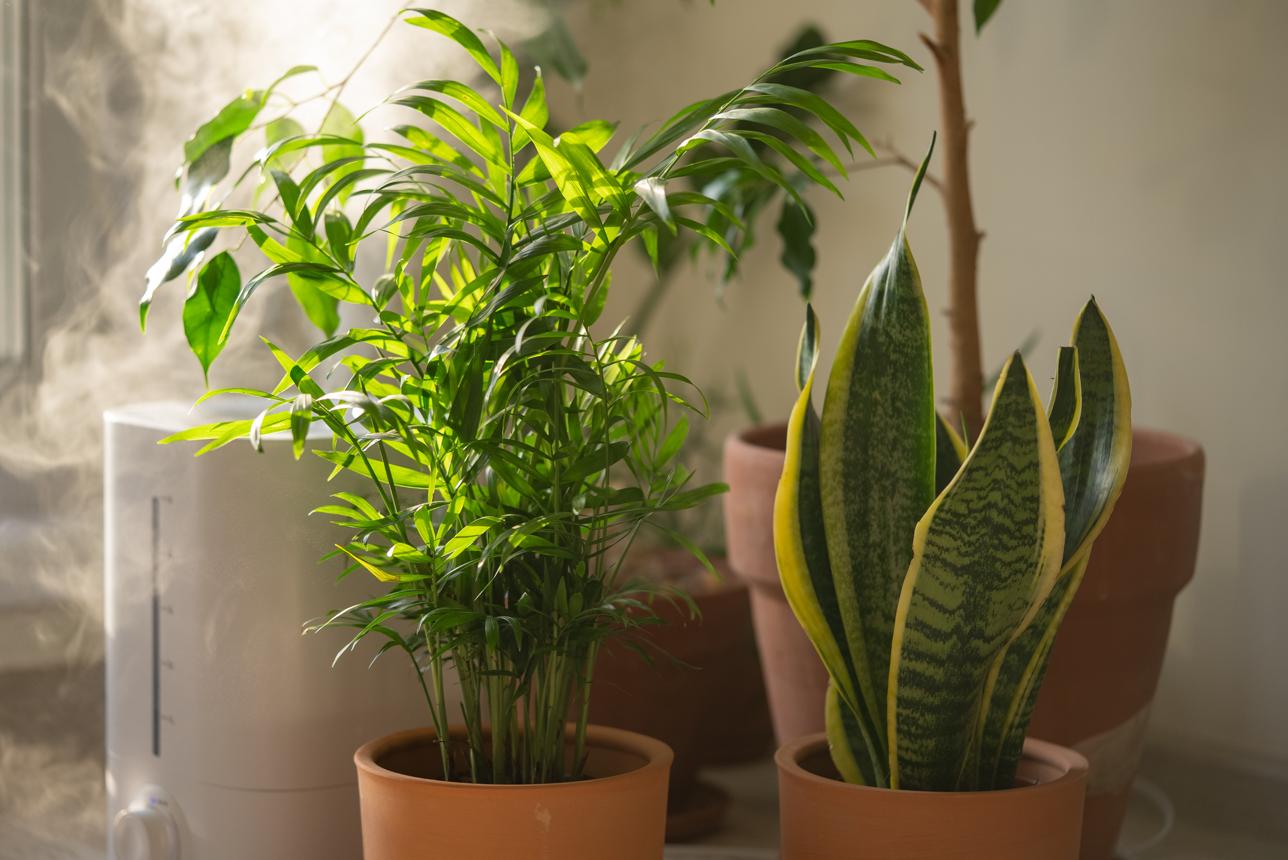 Humidifier adding moisture to indoor houseplants, including a lush parlor palm and a vibrant snake plant, creating an optimal humid environment for plant growth and wellness