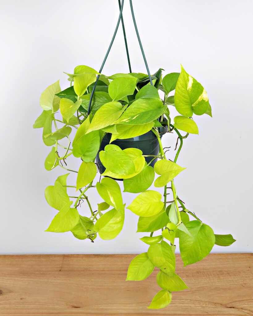 Neon Pothos | PlantVine