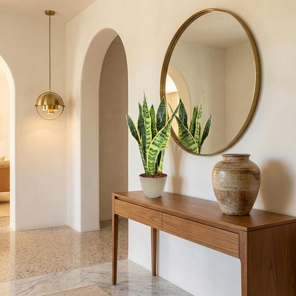 Sansevieria Laurentii Pianta d'Appartamento Facile Giardini — i Giardini di Giulia